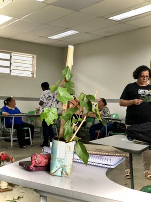 Curso de Plantas Medicinais e Homeopatia na Agroecologia