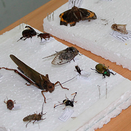Coleção de insetos apresentada na Semana de Ciência e Tecnologia em Betim.
