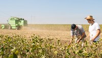 Plantação vasta com dois trabalhadores analisando as plantas. Trator ao fundo.