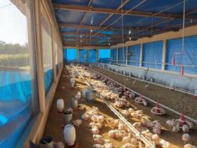 Telamento para evitar entrada de pássaros é uma das principais ações preventivas