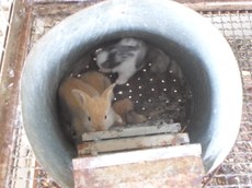 Filhotes abrigados no "ninho-toca para coelhas"