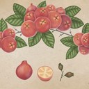 Desenho botânico de araçá-vermelho, árvore frutífera do cerrado